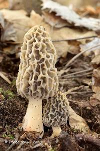 Morchella americana image