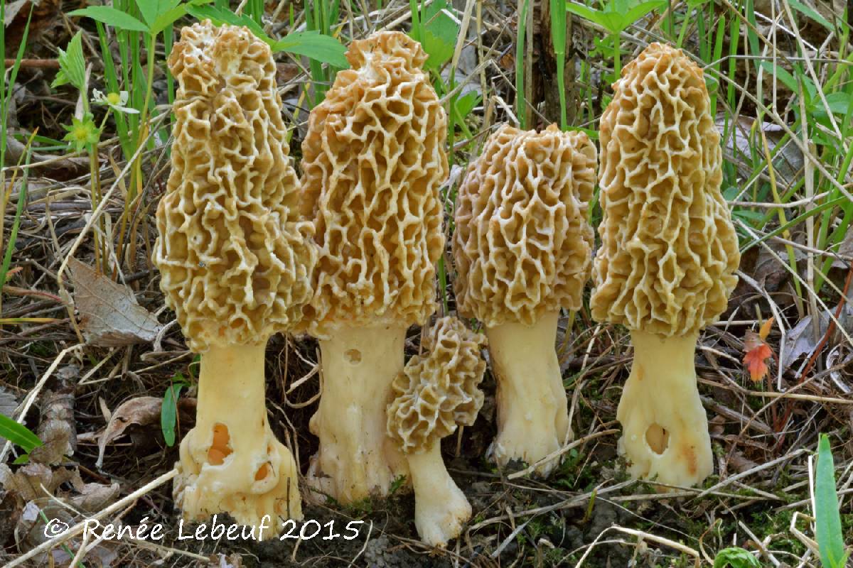 Morchella ulmaria image