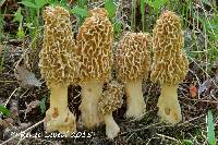 Morchella ulmaria image