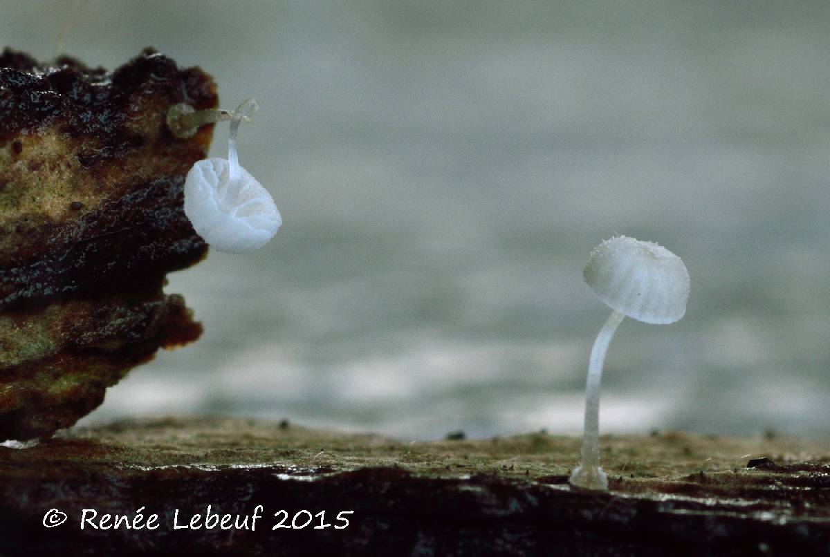 Mycena tenuispinosa image