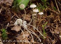 Mycena odorifera image