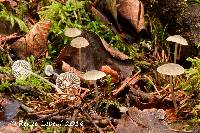 Mycena latifolia image