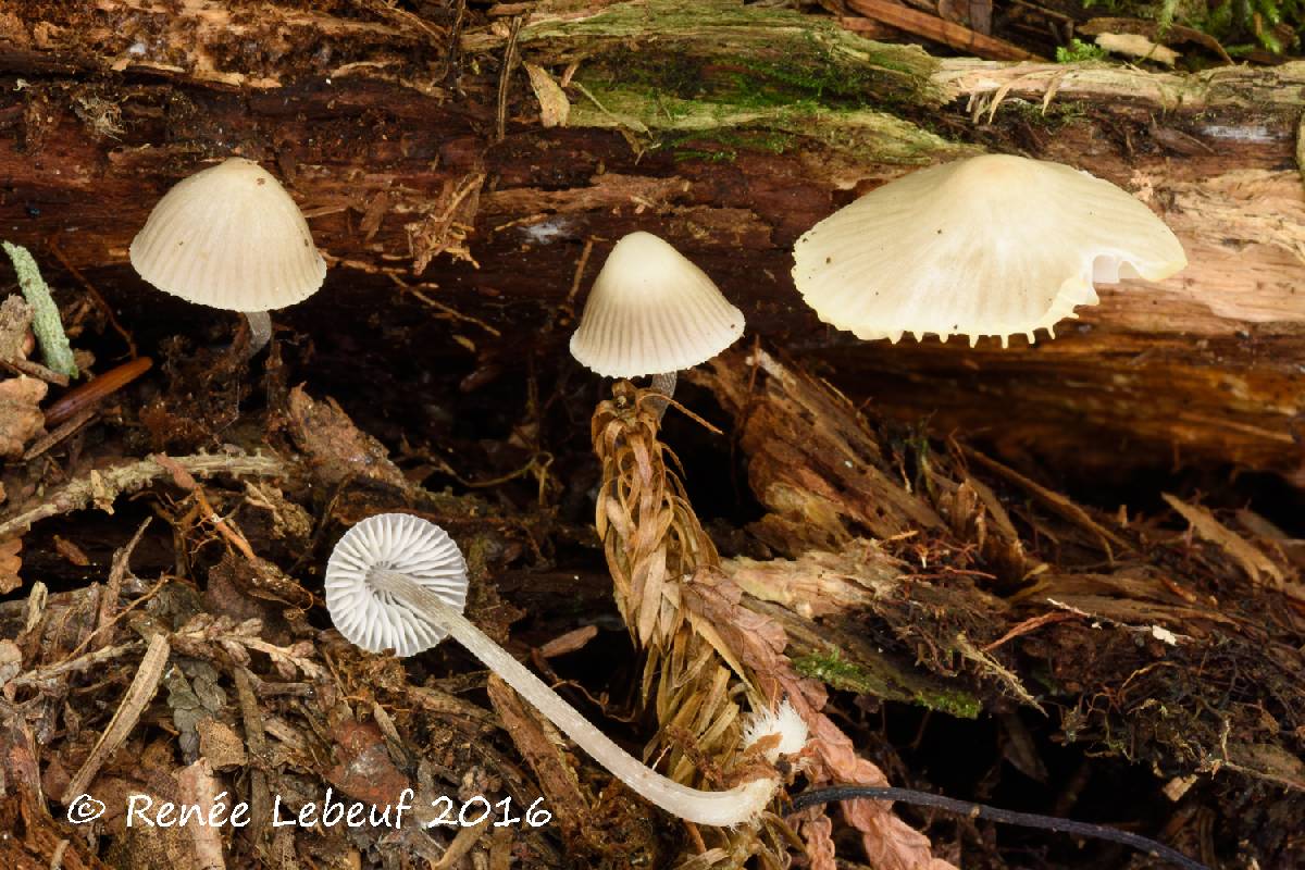 Mycena borealis image