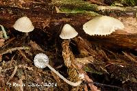 Image of Mycena borealis