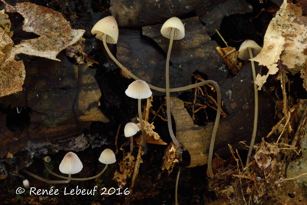 Mycena mirata image