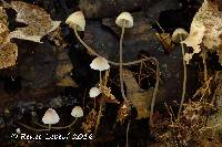 Mycena mirata image