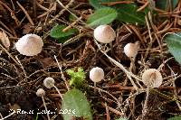 Mycena metata image