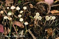 Mycena flavescens image