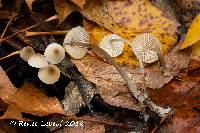 Mycena abramsii image