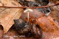 Mycena abramsii image