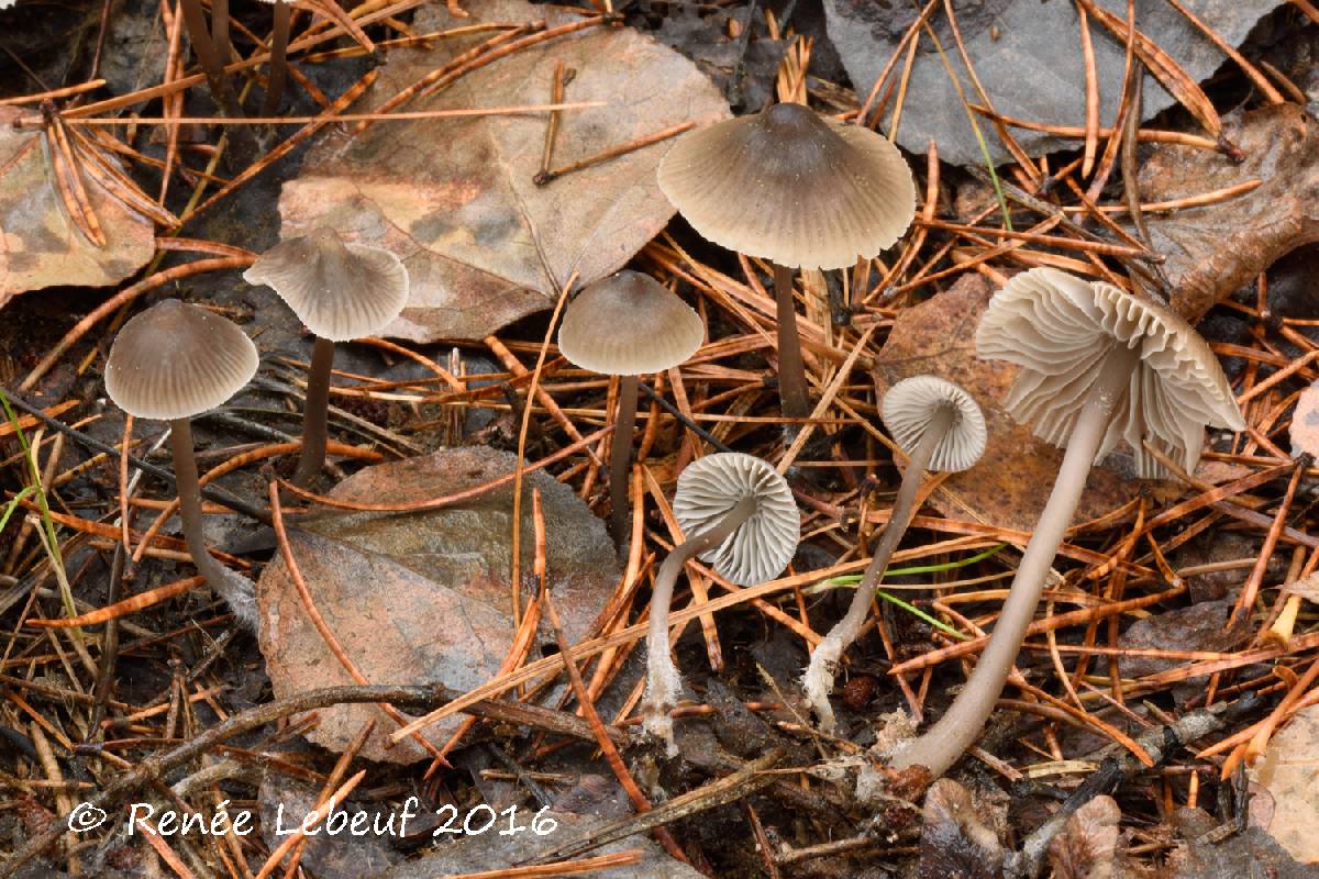 Mycena robusta image