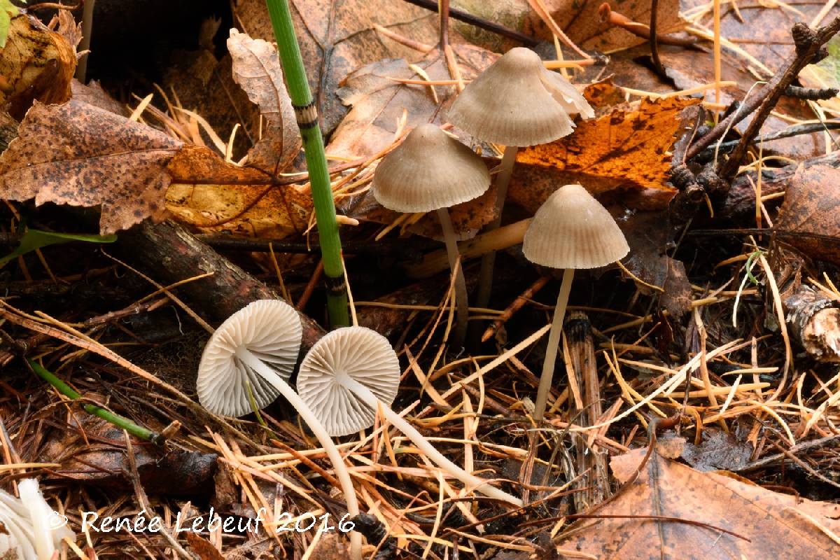 Mycena piceicola image