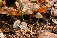 Image of Mycena piceicola