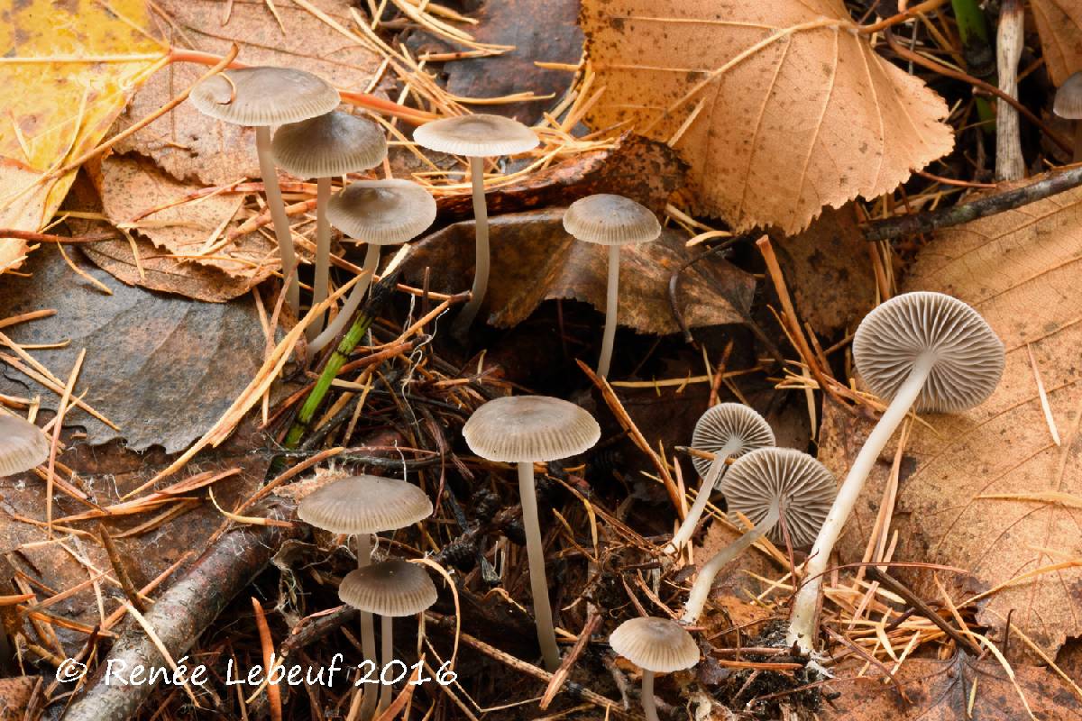 Mycena piceicola image