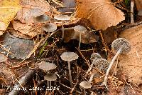 Mycena piceicola image