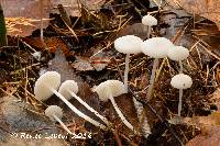 Mycena piceicola image