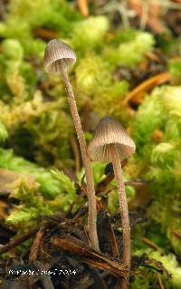 Mycena amicta image