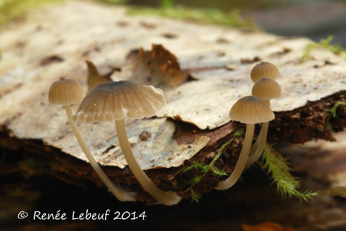 Mycena speirea f. speirea image