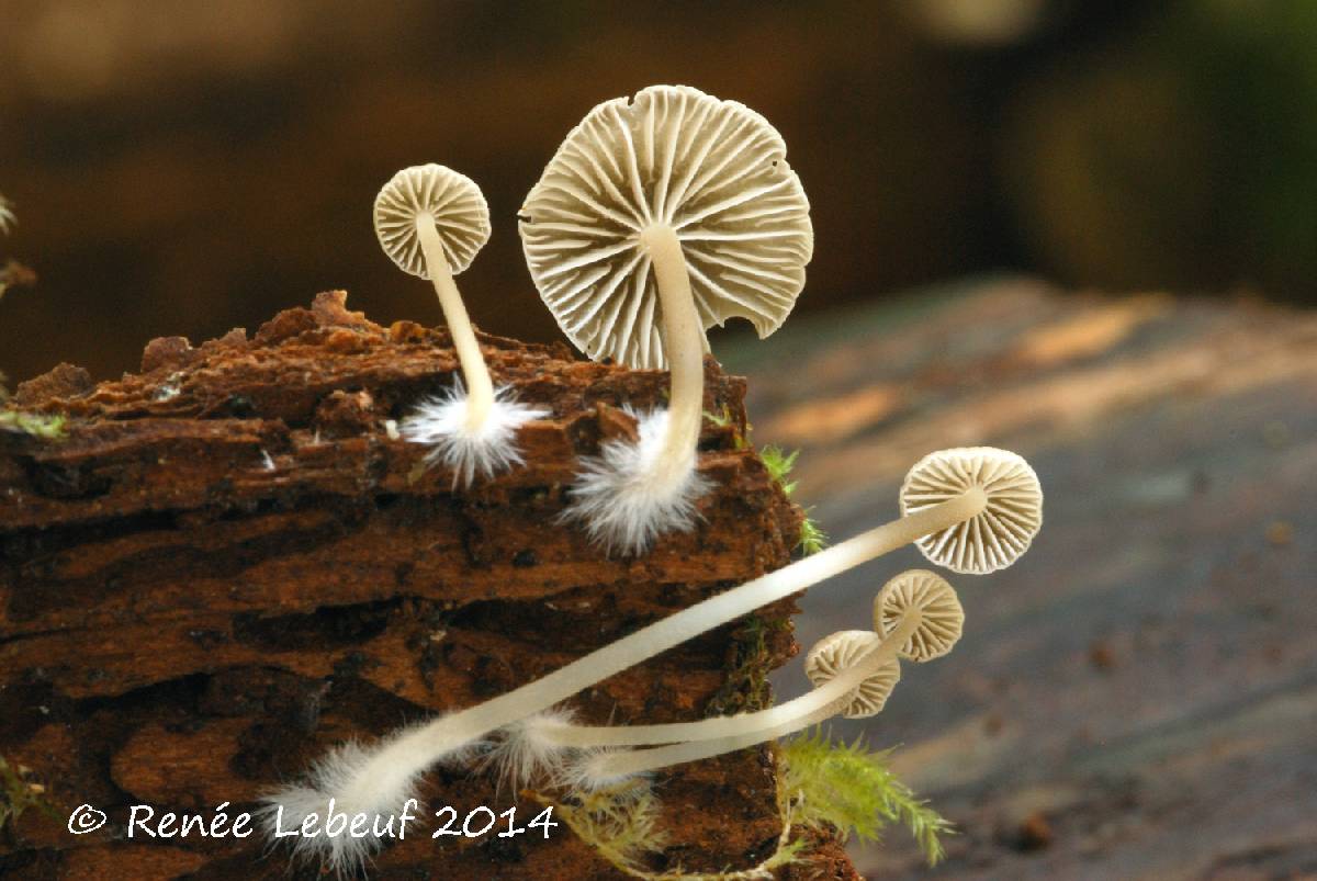 Mycena speirea f. speirea image