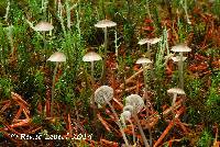 Mycena clavicularis image