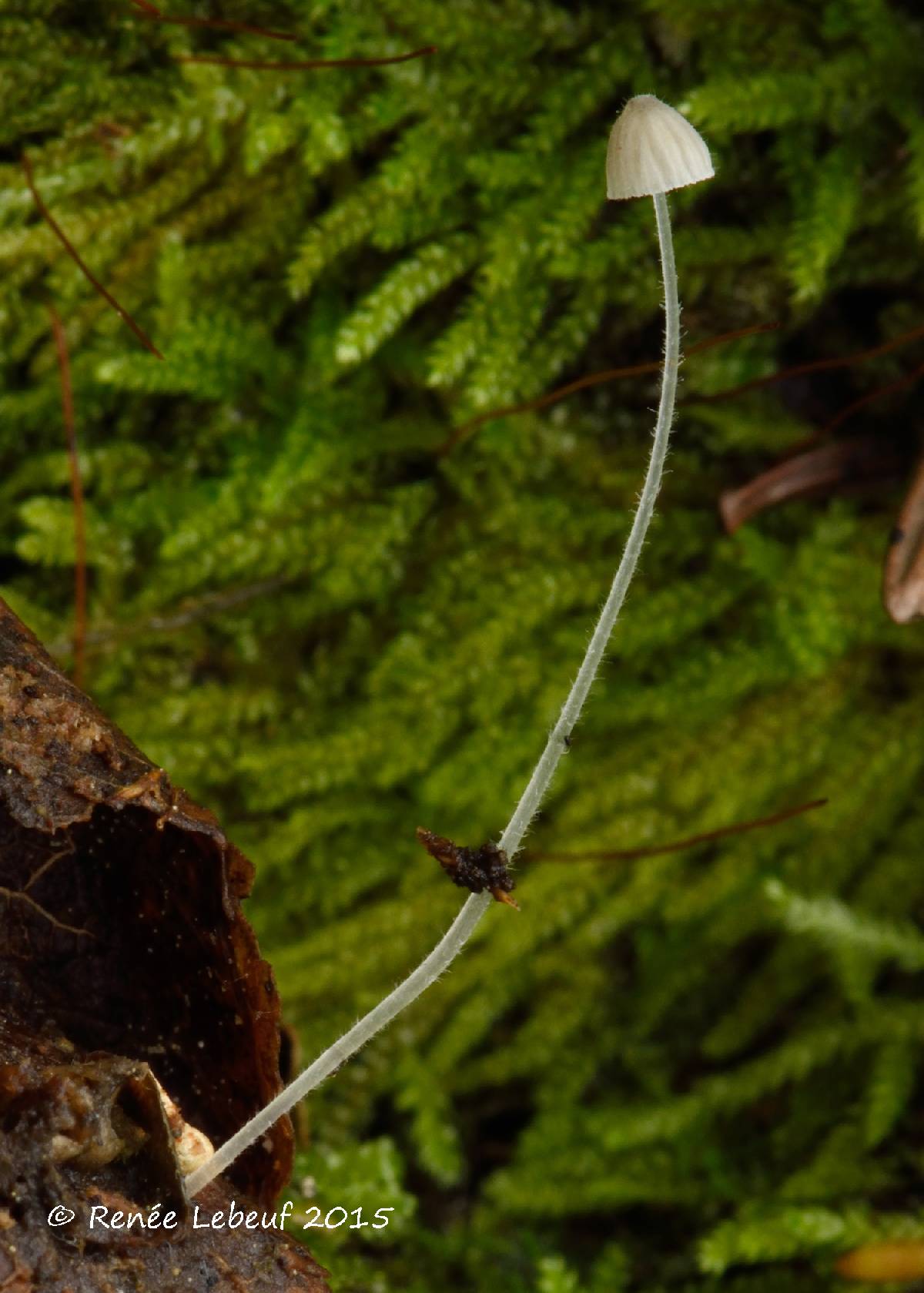 Mycena aciculata image