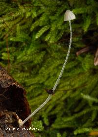 Image of Mycena aciculata