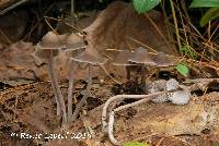 Mycena algeriensis image