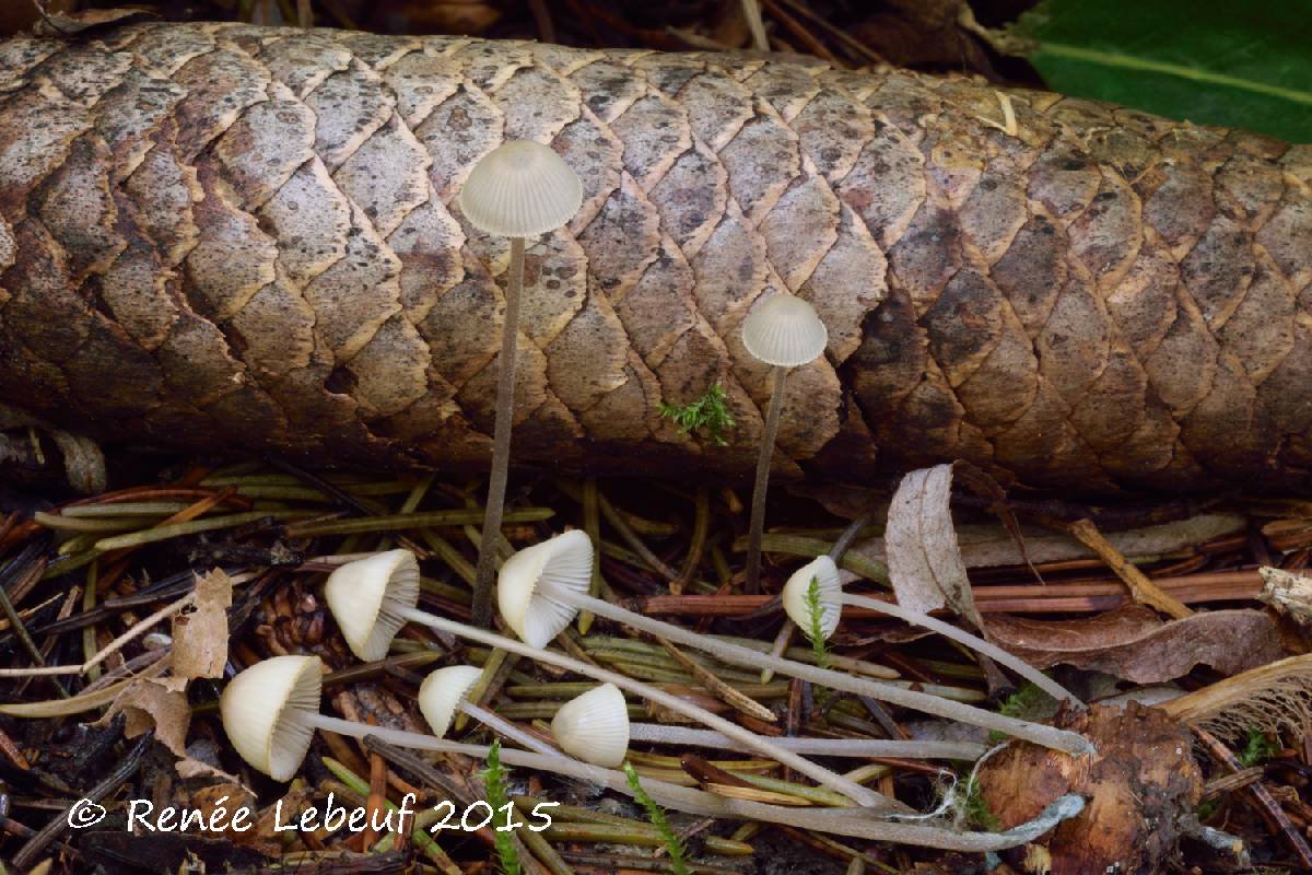 Mycena amicta var. amicta image