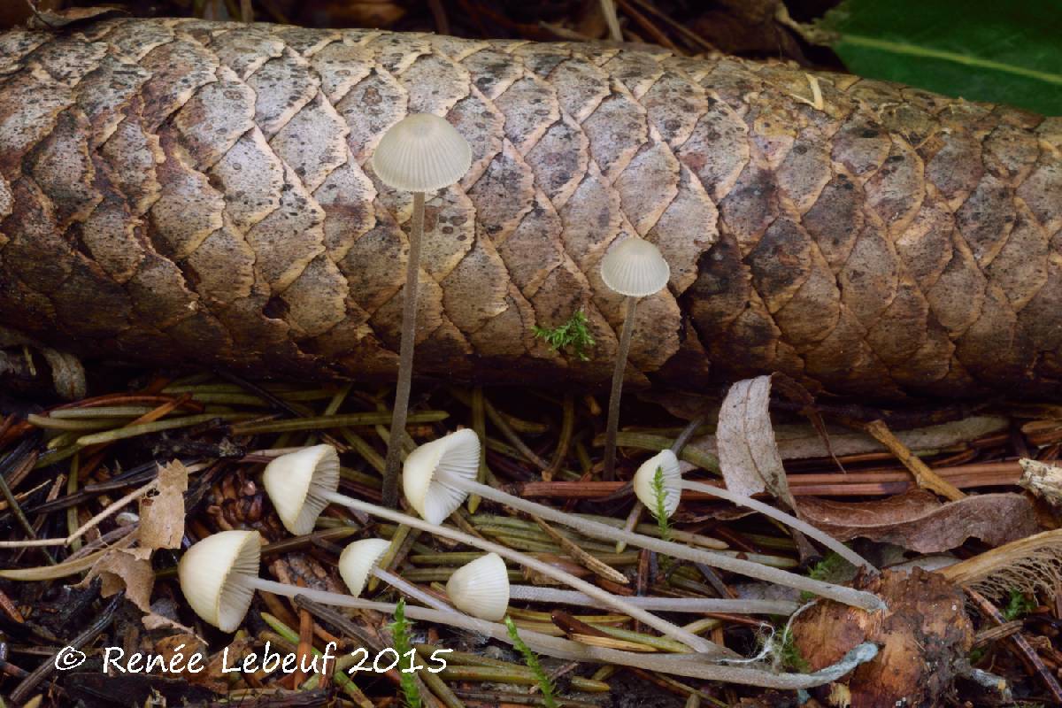 Mycena amicta var. amicta image