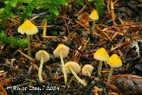 Mycena aurantiidisca image