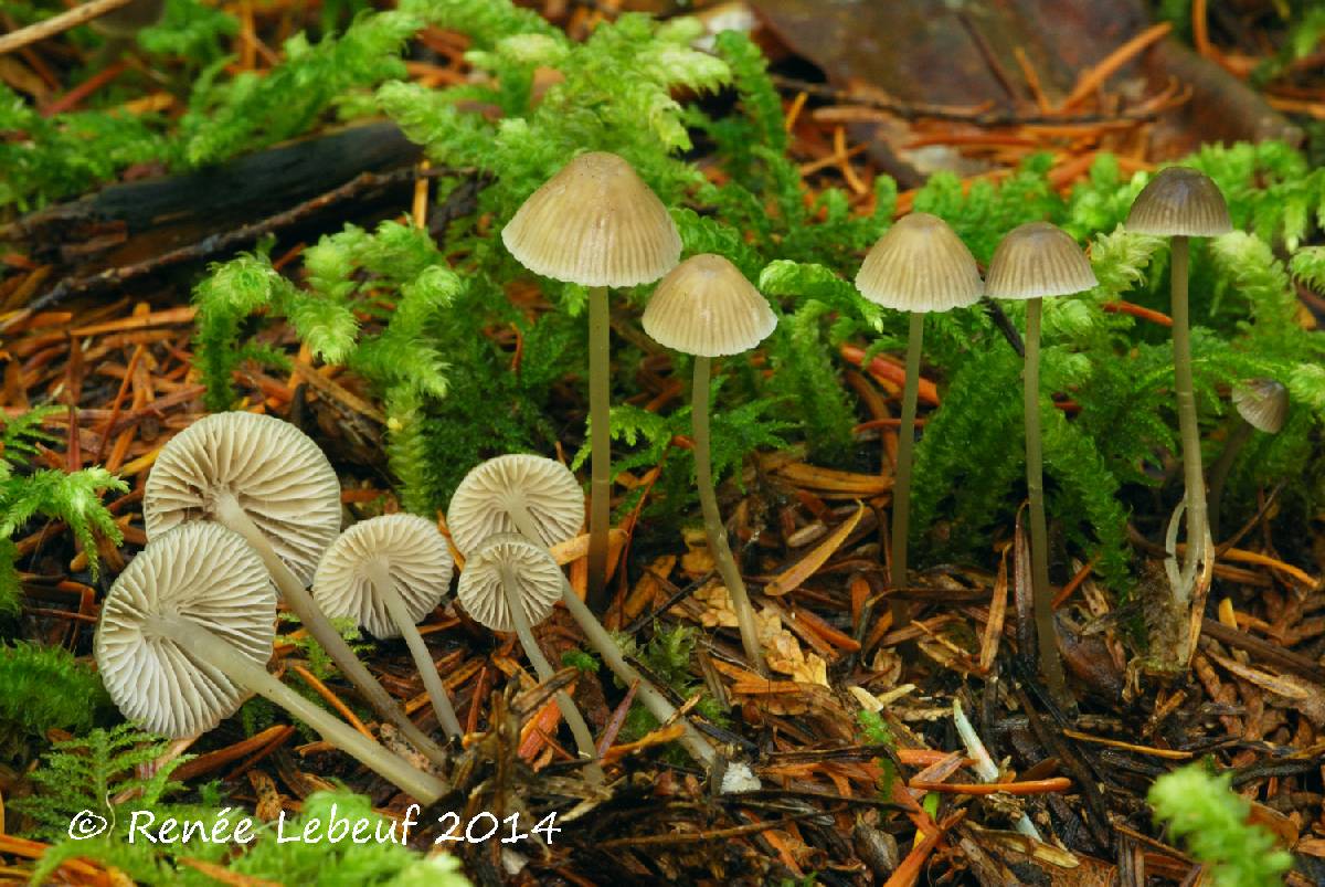 Mycena cinerella image