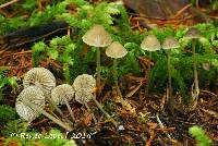 Image of Mycena cinerella