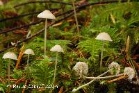 Mycena clavicularis image