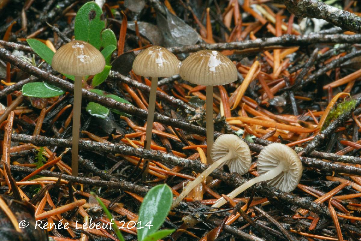 Mycena clavicularis var. clavicularis image