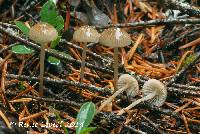 Mycena clavicularis image