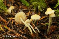 Mycena flavoalba image