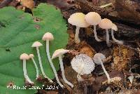 Mycena adonis var. adonis image