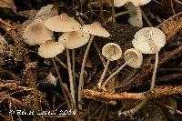 Mycena robusta image