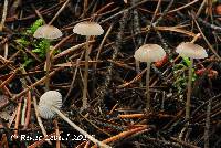 Mycena latifolia image