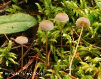 Mycena latifolia image