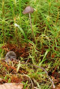 Mycena galopus var. nigra image