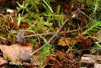 Mycena galopus var. nigra image