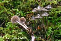 Mycena maculata image