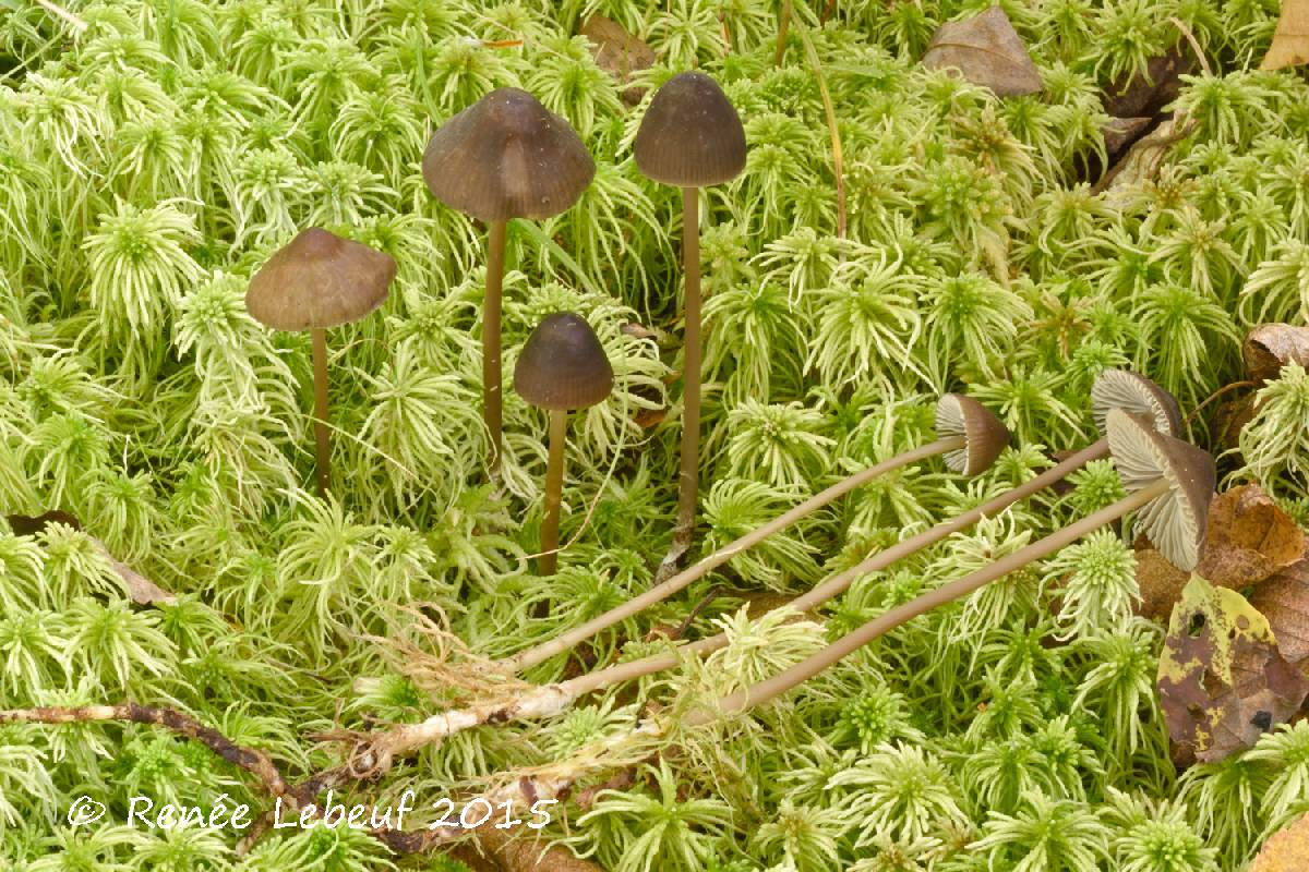 Mycena megaspora image