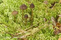 Image of Mycena megaspora