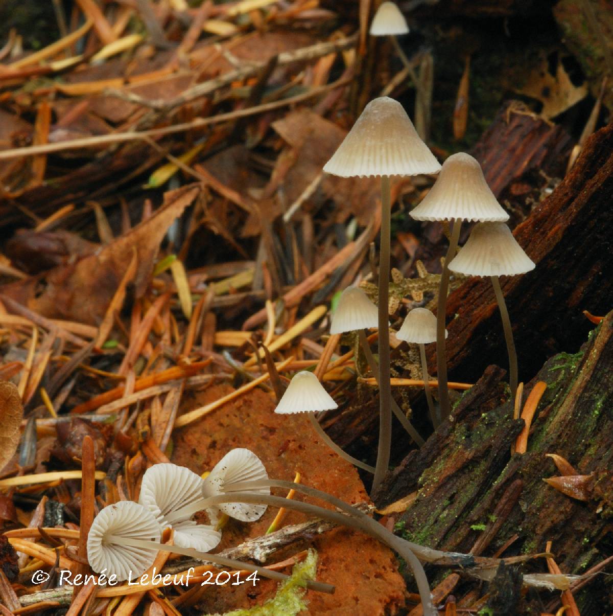 Mycena metata image