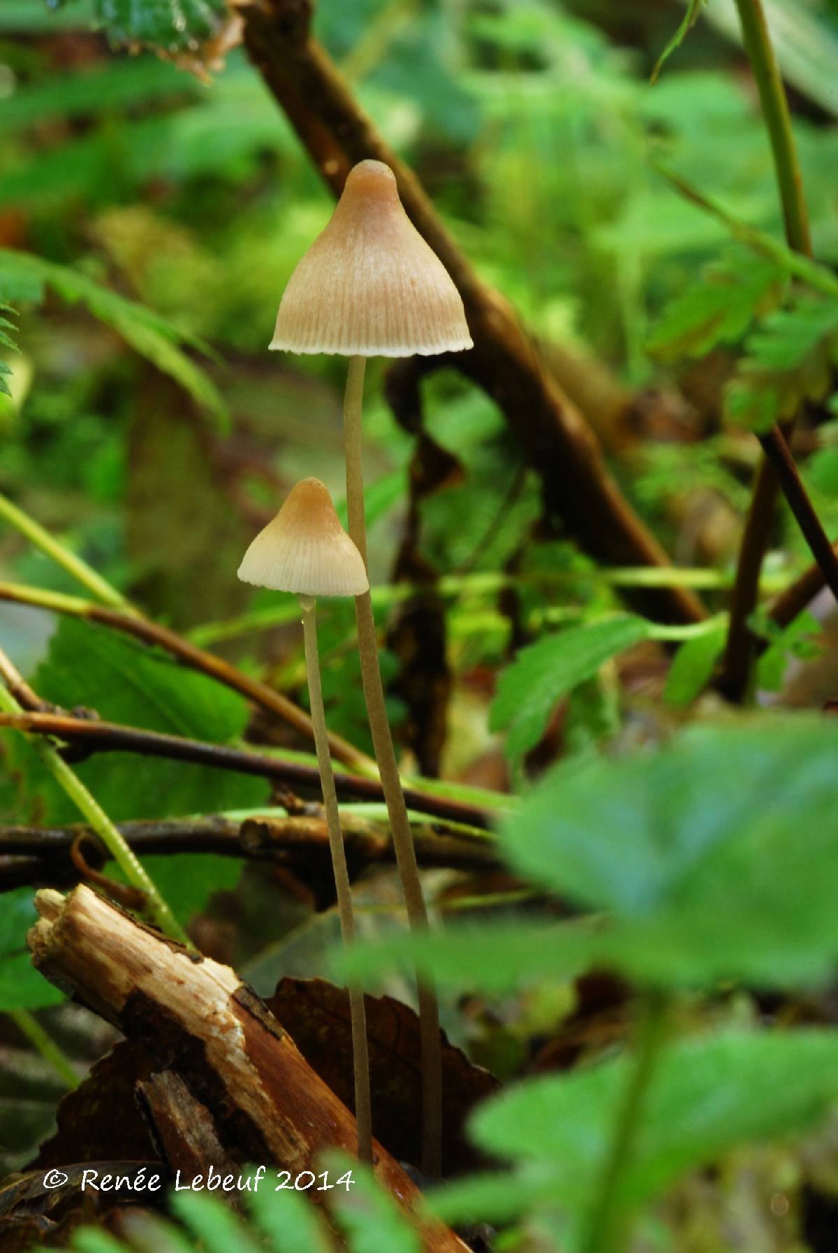 Mycena filopes image