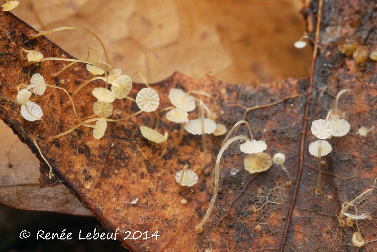 Mycena mucor image