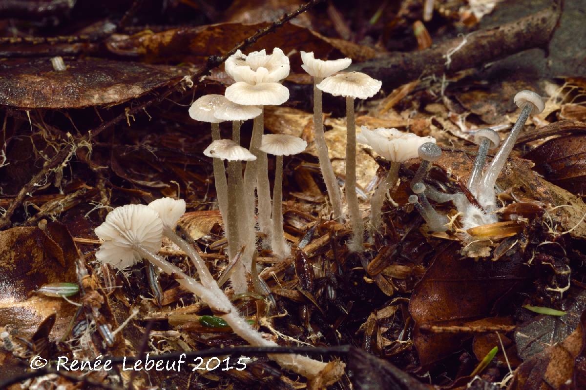 Mycena odorifera image