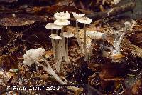 Mycena odorifera image